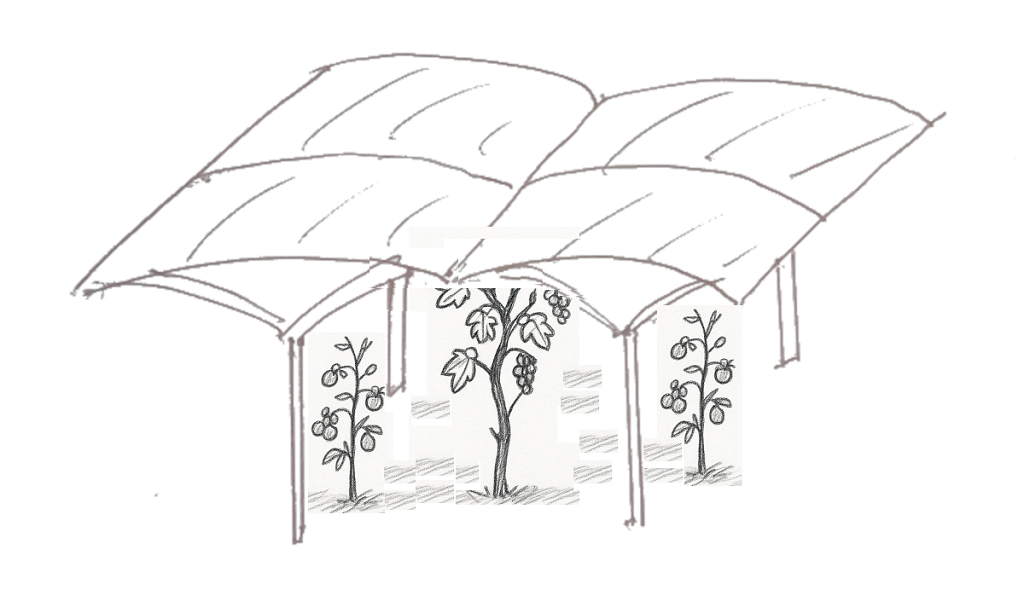 Abri pluie pour vigne et tomate